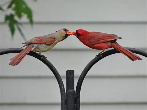 Kissing Cardinals Xpost From Raww Wild Birds Photography
