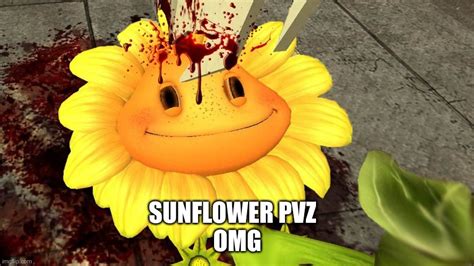 Guys Look Its Sunflower Pvz Imgflip
