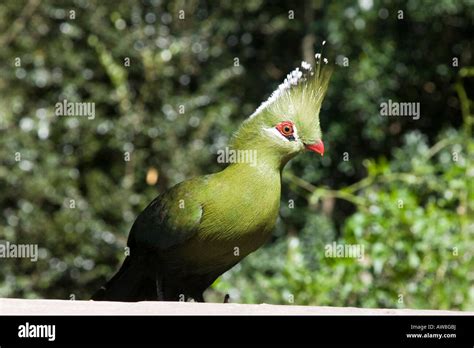 Knysna Lourie Hi Res Stock Photography And Images Alamy