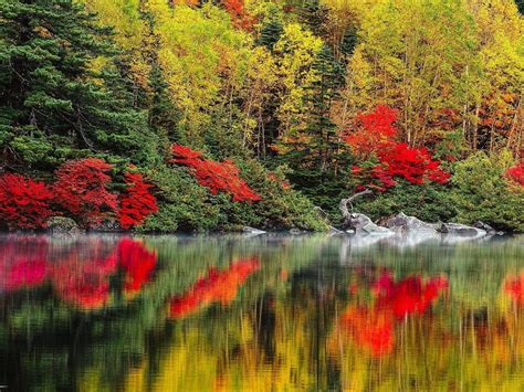 Red Green Leafed Trees Reflection On Calm Body Of Water In Forest