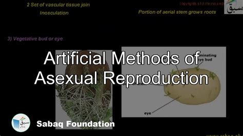 Artificial Methods Of Asexual Reproduction Biology Lecture Sabaqpk