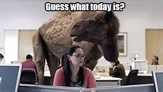 Guess What Today Is It S Hump Day Gif Today Funny Camel Gifs Say More With Tenor