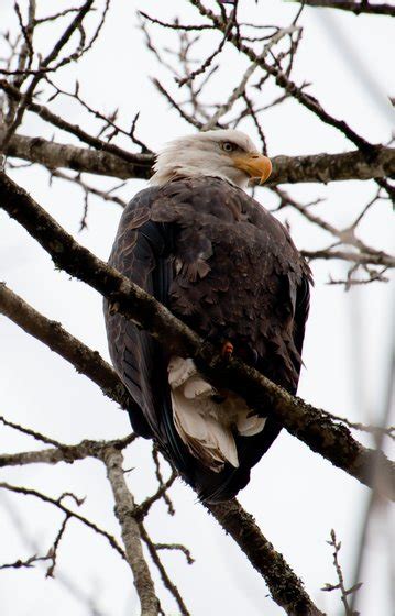 Hoeveel verschillende type zeearenden leven er op de gehele wereld? Fotocolumn Erwin Vermeulen: Amerikaanse zeearend - Animals ...