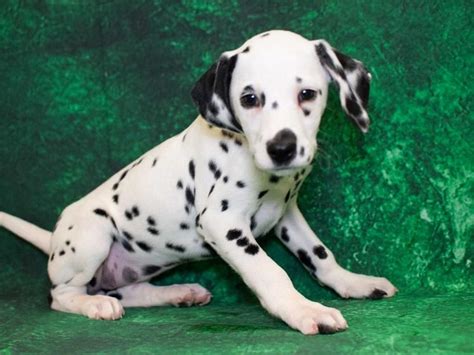 65 Cost Of Dalmatian Puppy Pic Bleumoonproductions