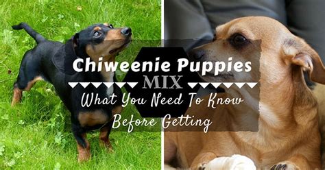 Adorable chiweenie puppies for sale 8 weeks old girls and boys to choose from puppies will be available to be seen. What You Need To Know Before Getting Chiweenie Puppies