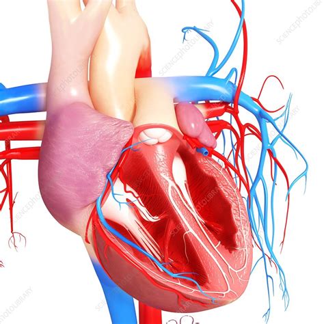 Human Heart Artwork Stock Image F0059719 Science