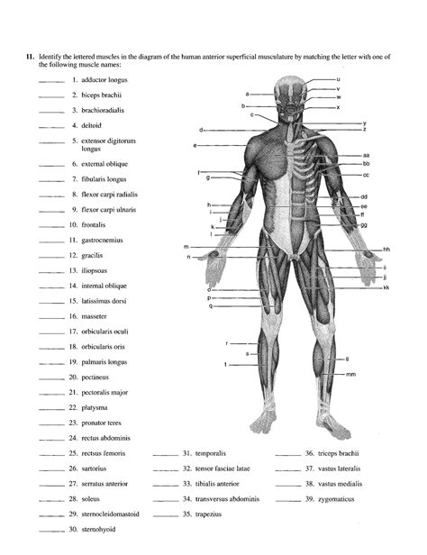 16 Muscular System Diagrams Unlabelled 11 Identify The Lettered