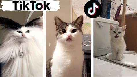 Cats Being Cats ~ Try Not To Laugh ~ Tik Tok ~ Funny Cats