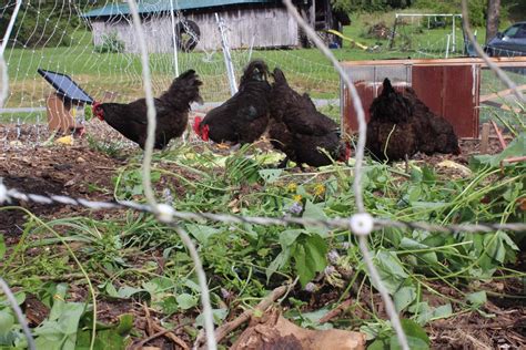 chickens in garden spaces to till and fertilize abundant permaculture