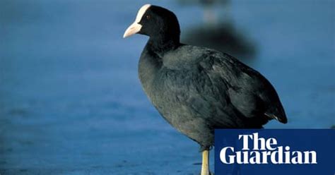 Uks Waterway Wildlife Environment The Guardian