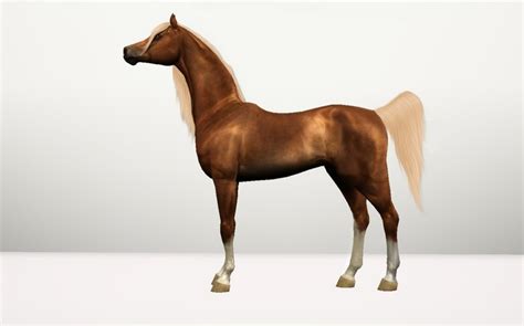 Klacze Gold Arabian Horse Stables