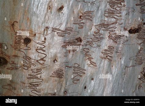 Scribbly Bark Patterns On A Ghost Gum Tree Trunk These Are Made By