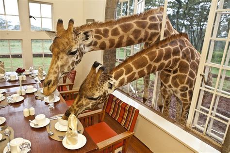 Giraffe Manor Kenya One Of The Worlds Most Unsual Hotels