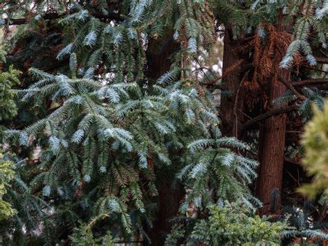 Ornamental Conifers New York Botanical Garden