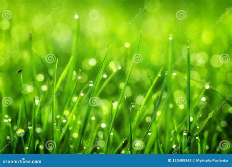Drops Of Dew On The Beautiful Green Grass Background Close Up Stock