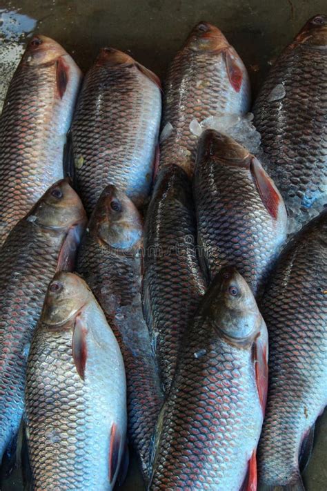 Rohu Carp With Ice Arranged In Row In Indian Fish Market For Sale Hd