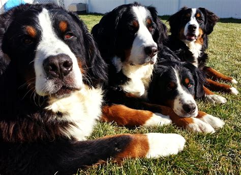 Bernese Mountain Dogs Lying On The Grass Wallpapers And