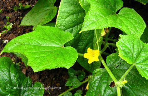 The Urban Gardener Grow Vegetables For The Flowers