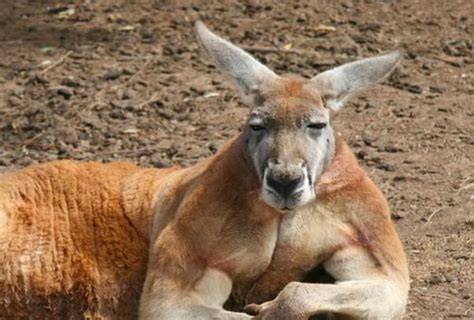 How Do Kangaroos Reproduce Do They Lay Eggs Or Give Birth Quora