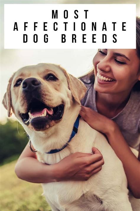 Most Affectionate Dog Breeds The Top 20 Cuddly Canines