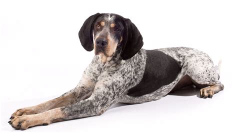 akctv bluetick coonhound
