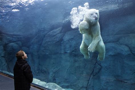 Photo Winnipeg Zoo Offers Underwater Polar Bear Viewing Nunatsiaq News