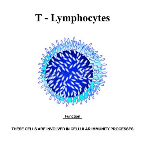 Types Of Lymphocytes T Lymphocytes B Lymphocytes Nk Lymphocytes
