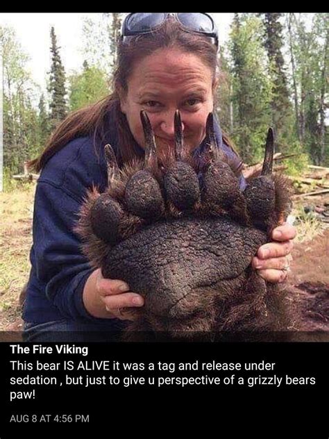 The Size Of A Grizzly Bear Paw Ifttt2mbkerx Grizzly Bear