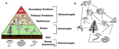Interactions - Ecology