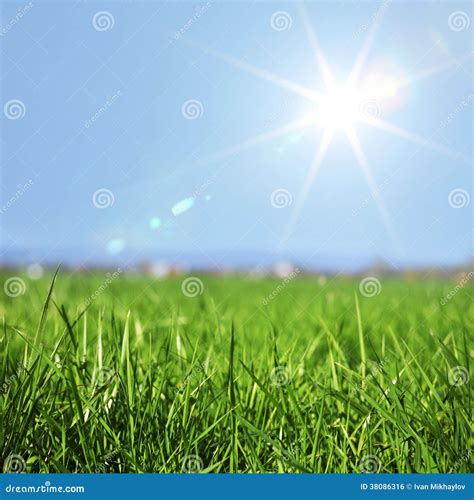 Spring Grass In Sun Light Stock Photo Image Of Landscape 38086316