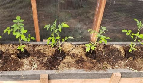 When To Transplant Tomato Seedlings From Seed Tray