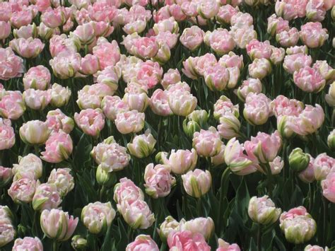 Suzies Turkish Delights Did You Know Tulips Began In Turkey Tulips At