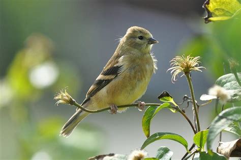 A small finch with a short, conical bill and a small, head, long wings, and short, notched tail. Female Yellow Finch Photograph by Jo-Ann Matthews