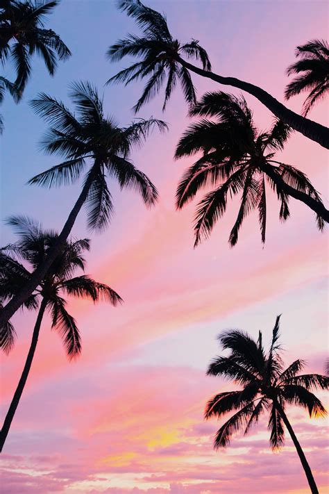 Tropical Island Beach Pink Sky Sunset Palms Wallpaper Hd Image My XXX