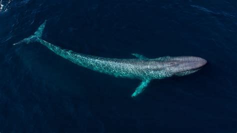 10 Biggest Whales In The World American Oceans