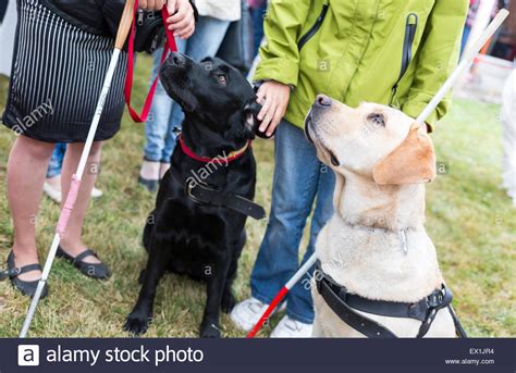 My fight notes from thordan extreme. Blind people and guide dogs during the last training for the animals Stock Photo, Royalty Free ...