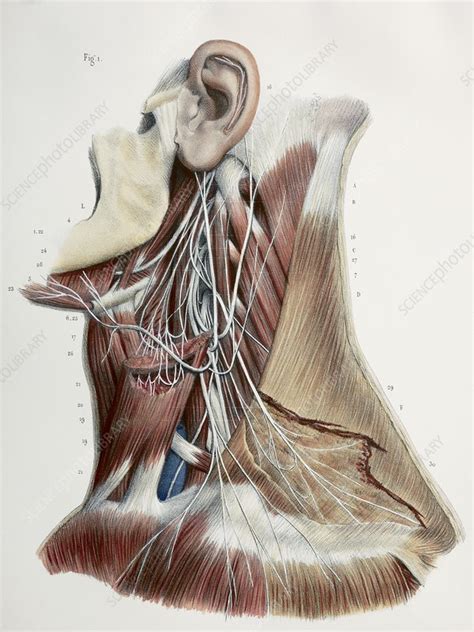 Cervical Spinal Nerves 1844 Artwork Stock Image C0104450