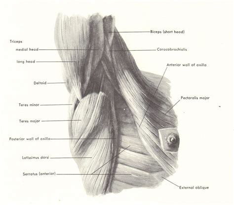 This Is An Image Of The Muscles And Their Corresponding Parts In A