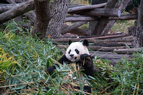 124 Bamboo Biting Panda Photos Free And Royalty Free Stock Photos From