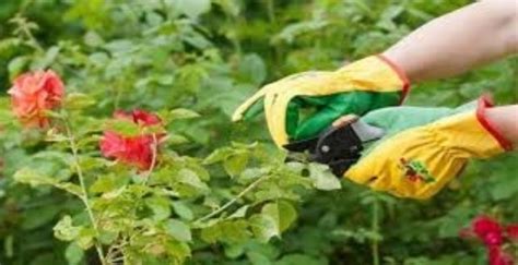 Trucos Para Cultivar Rosas Perfectas En Nuestro Jardín Mdz Online
