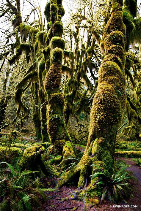 There are actually three of this type though in in late august of 2009 i walked the short hall of mosses trail (round trip of less than 1.5 miles) with less than 100 feet of elevation gain. Framed Photo Print of HALL OF MOSSES TRAIL HOH RAINFOREST ...