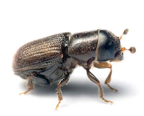 Southern pine beetles loom as potential threat to South Carolina's ...