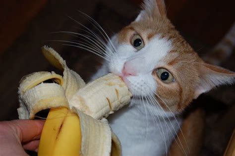 As many cats do really like cheese, some owners have been able to use cheese to help their furry friends take medicine. Can Cat Eat Bananas? Here is a answer