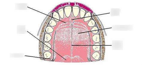 Roof Of The Mouth Oral Cavity Proper Diagram Quizlet
