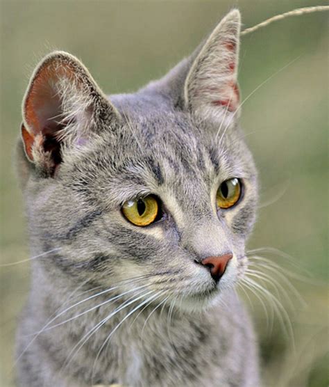 40 Grey Tabby Grey American Shorthair Cat Furry Kittens