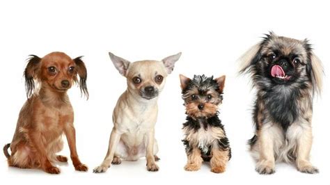 Most popular small dog breeds - pupsbest.com
