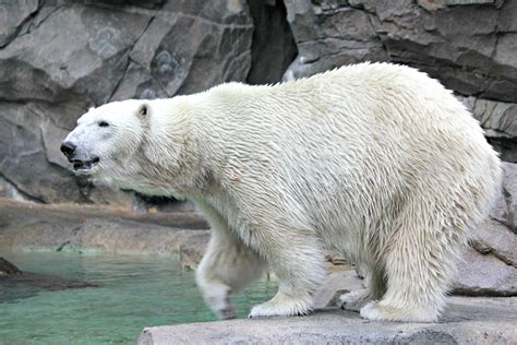 Have You Noticed The Bald Spot On Polar Bear Berits Belly