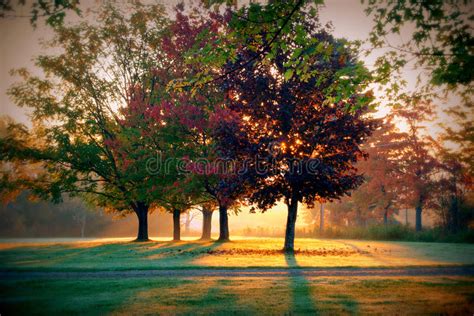 Autumn Sunrise Through Trees Stock Image Image Of Colors Nature