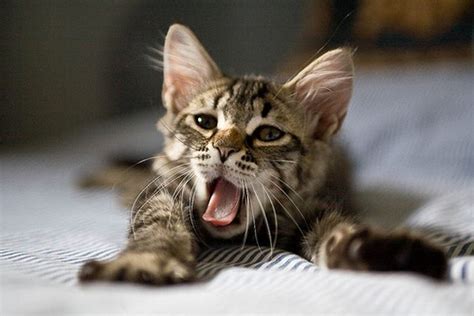 Kittens Yawning 20 Pics