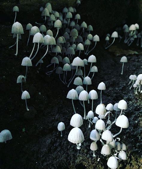 Cave Mushrooms Photography By Stereomarie Faeries Forest Plants